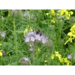 Acres Scheme - Wild Bird Cover Mix - 1 Acre Pack - 16.5Kg